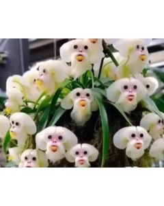 Orquídea Cara de Macaco